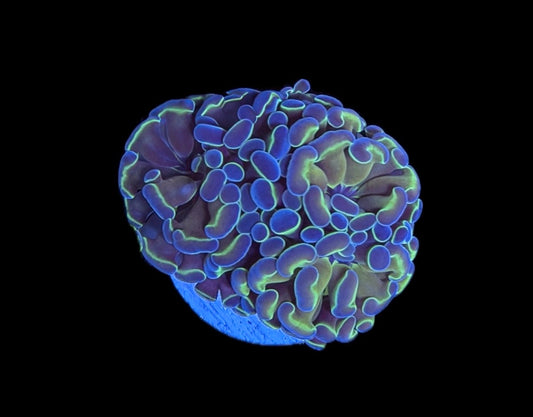 WYSIWYG Holorgam Hammer 2" (WOW!)