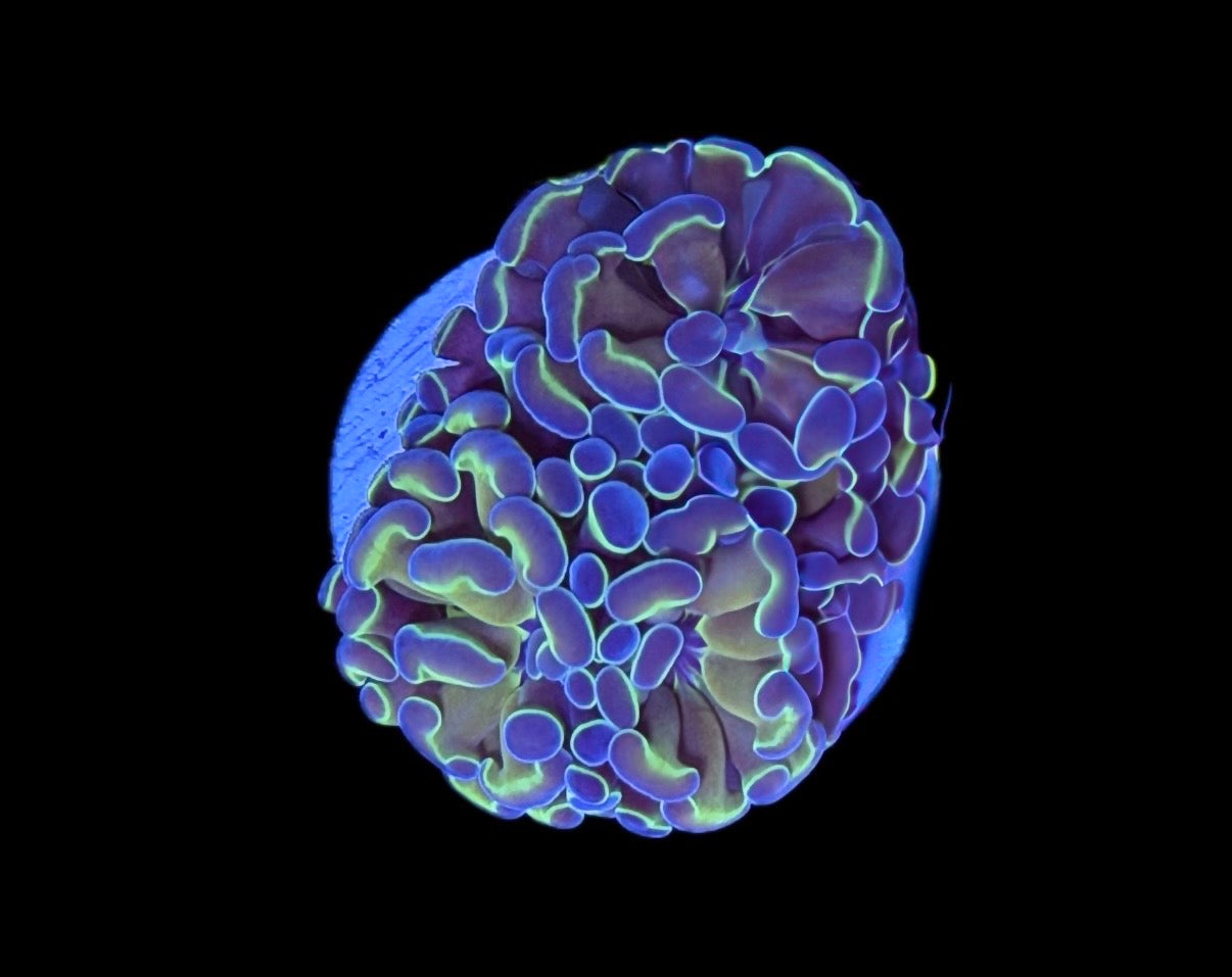 WYSIWYG Hologram Hammer 2" (WOW!)