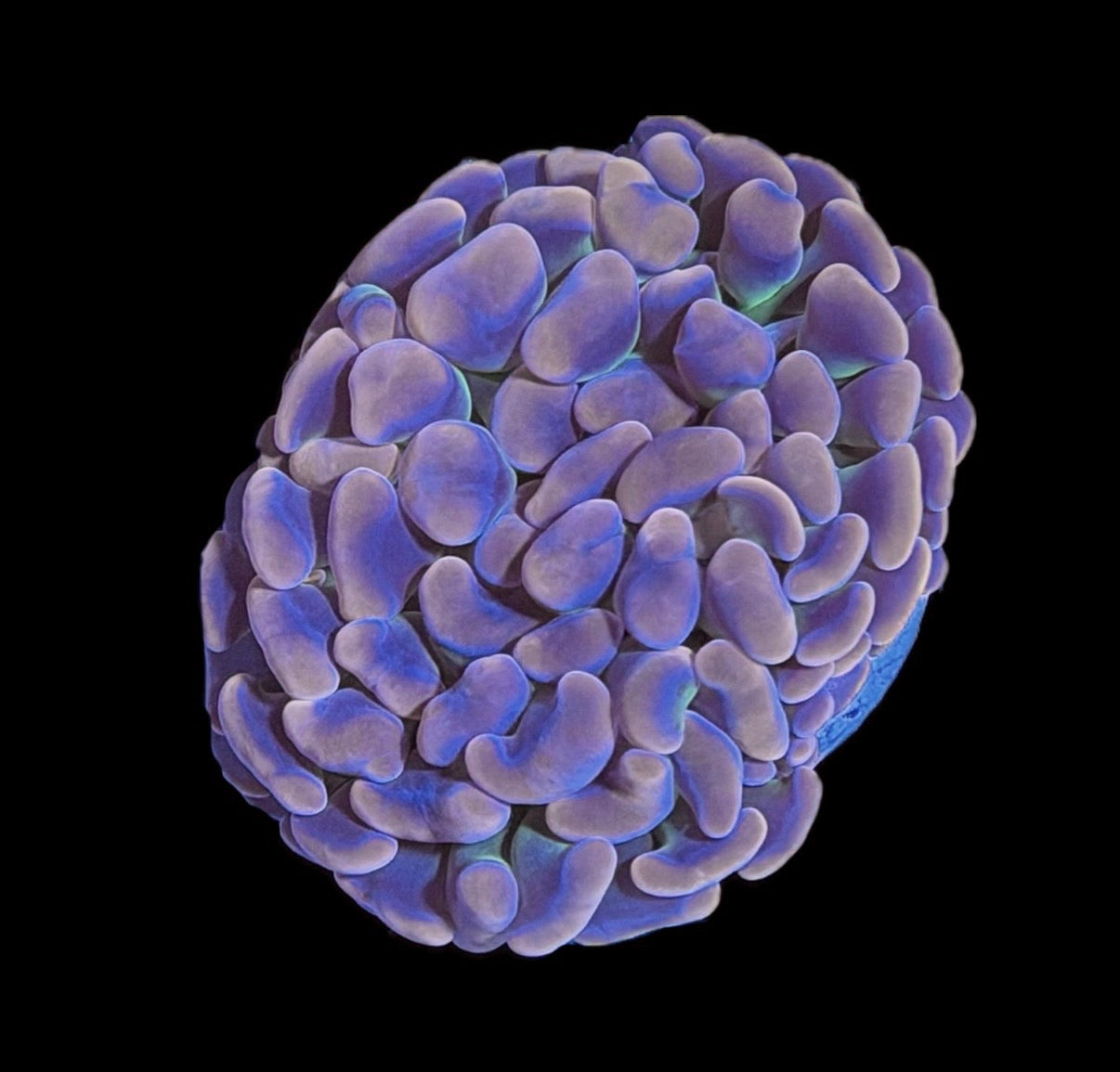 WYSIWYG Tri-Color Rainbow Hammer 3" (RARE!)