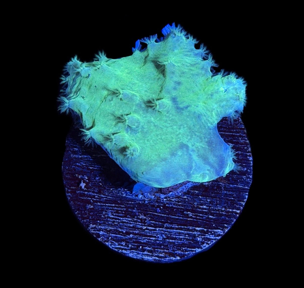 WYSIWYG Green Cabbage Leather 2"