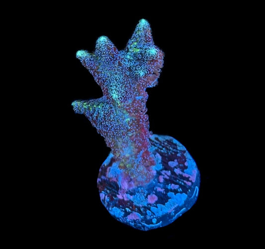 WYSIWYG Birds of Paradise Birdnest 1"