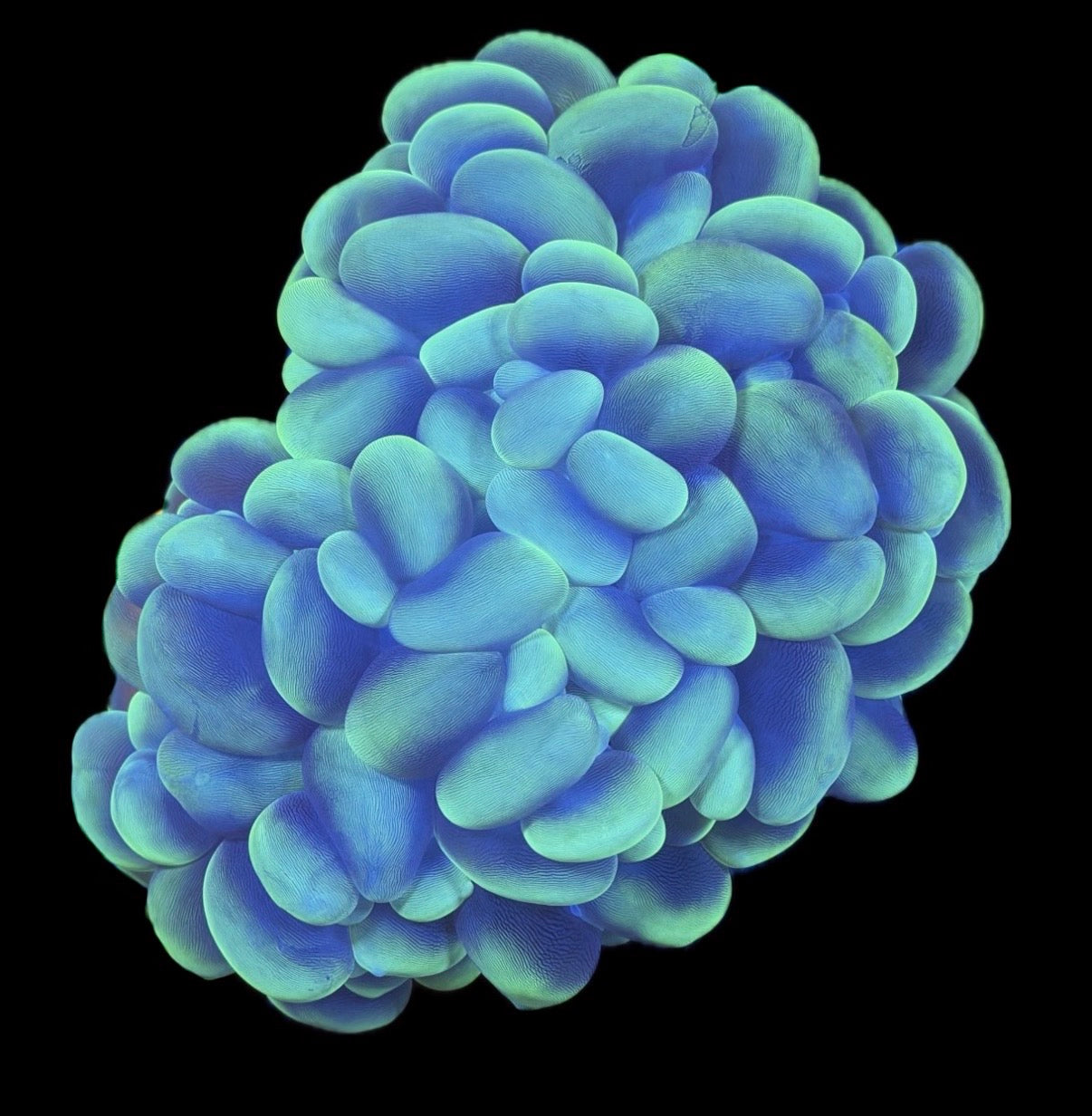 WYSIWYG XXL Show Size Bubble 10" (HUGE!)