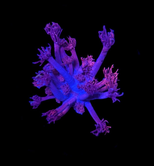 WYSIWYG Grafted Confetti Goniopora 2.5" (RARE!)