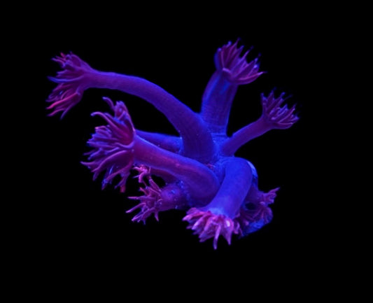 WYSIWYG Grafted Confetti Goniopora 2.5" (RARE!)