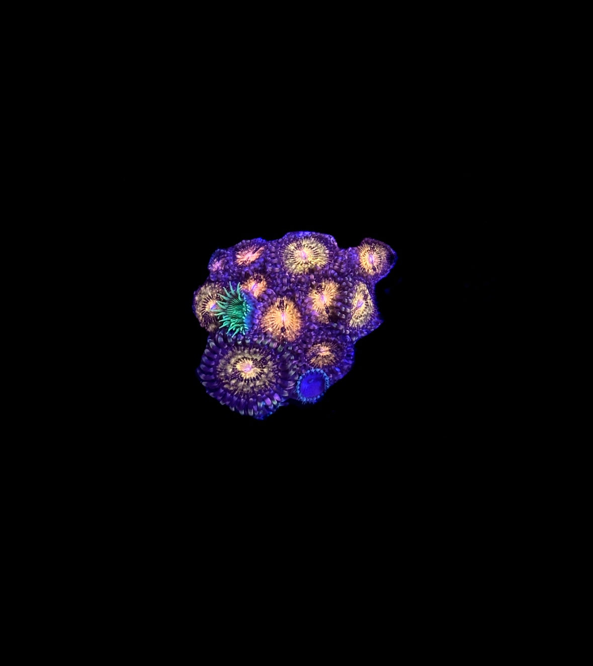 WYSIWYG Zoa Combo Frag