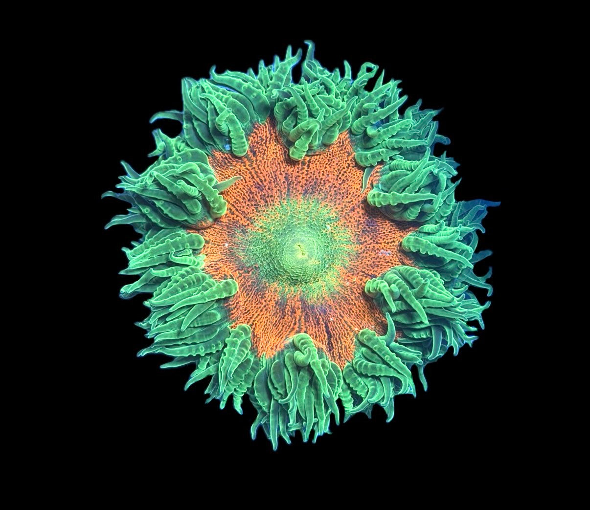 WYSIWYG Ultra Rock Flower Anemone 2.5"