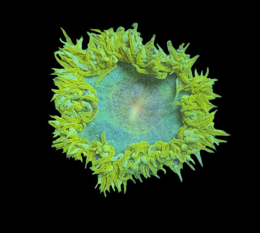 WYSIWYG Ultra Rock Flower Anemone 2.5"