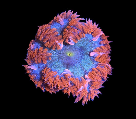 WYSIWYG Ultra Rock Flower Anemone 2.5"