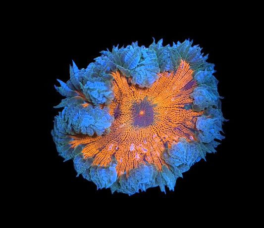 WYSIWYG Ultra Rock Flower Anemone 2.5"