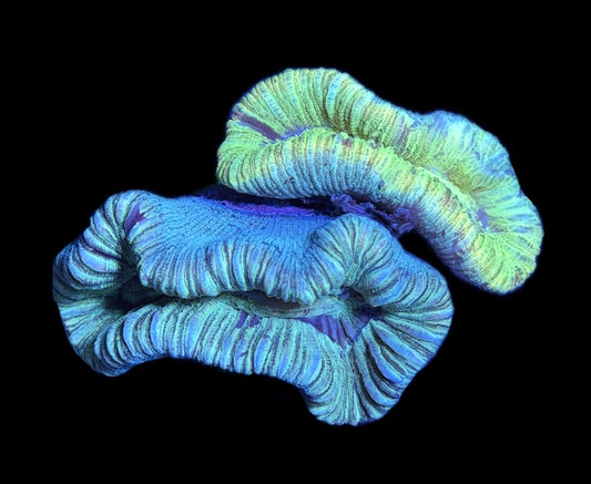 WYSIWYG Natural Double Head Rainbow Trachyphyllia 3" (WOW!)