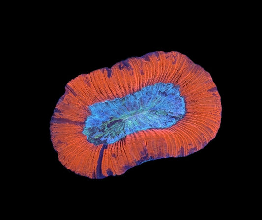 WYSIWYG Ultra Rainbow Trachyphyllia 2.5"