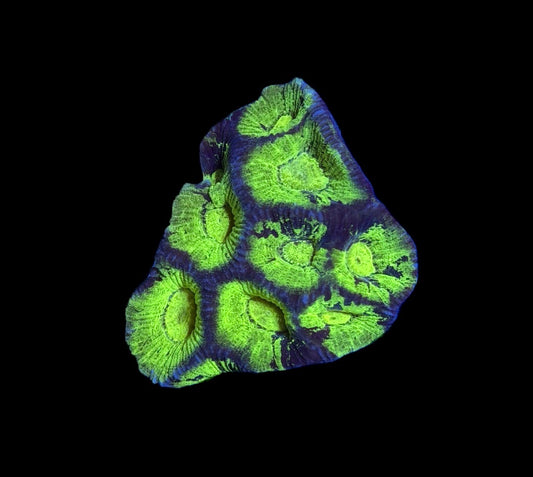 WYSIWYG Toxic Joker Goniastrea 2"