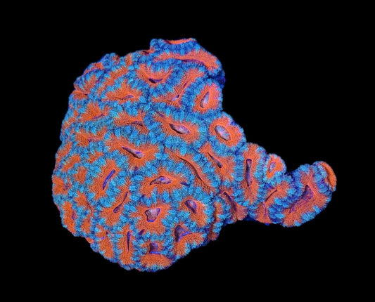 WYSIWYG Ultra Rainbow Acan Colony 4.5"