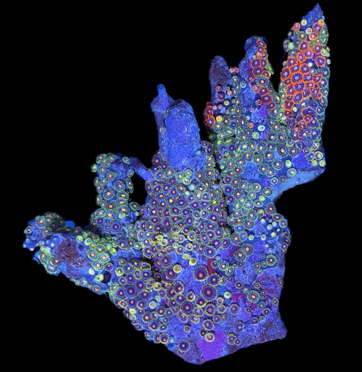 WYSIWYG XXL Mixed Zoanthid Colony 6" (WOW!)