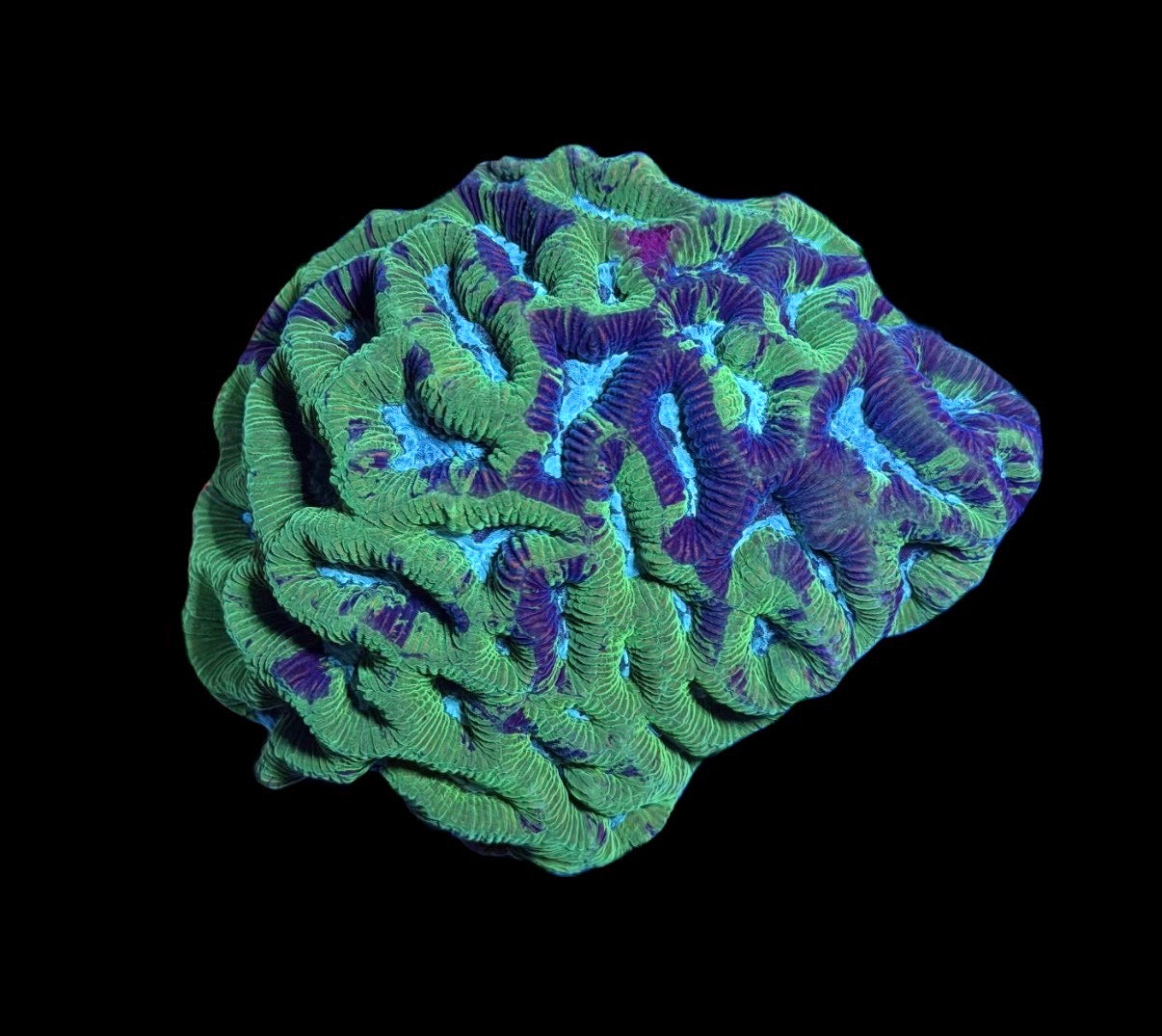 WYSIWYG Purple Splatter Platgyra Colony 3.5"