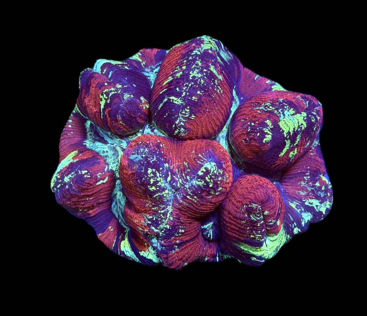 WYSIWYG XL Ultra Rainbow Trachyphyllia/Wellso 6" (WOW!)