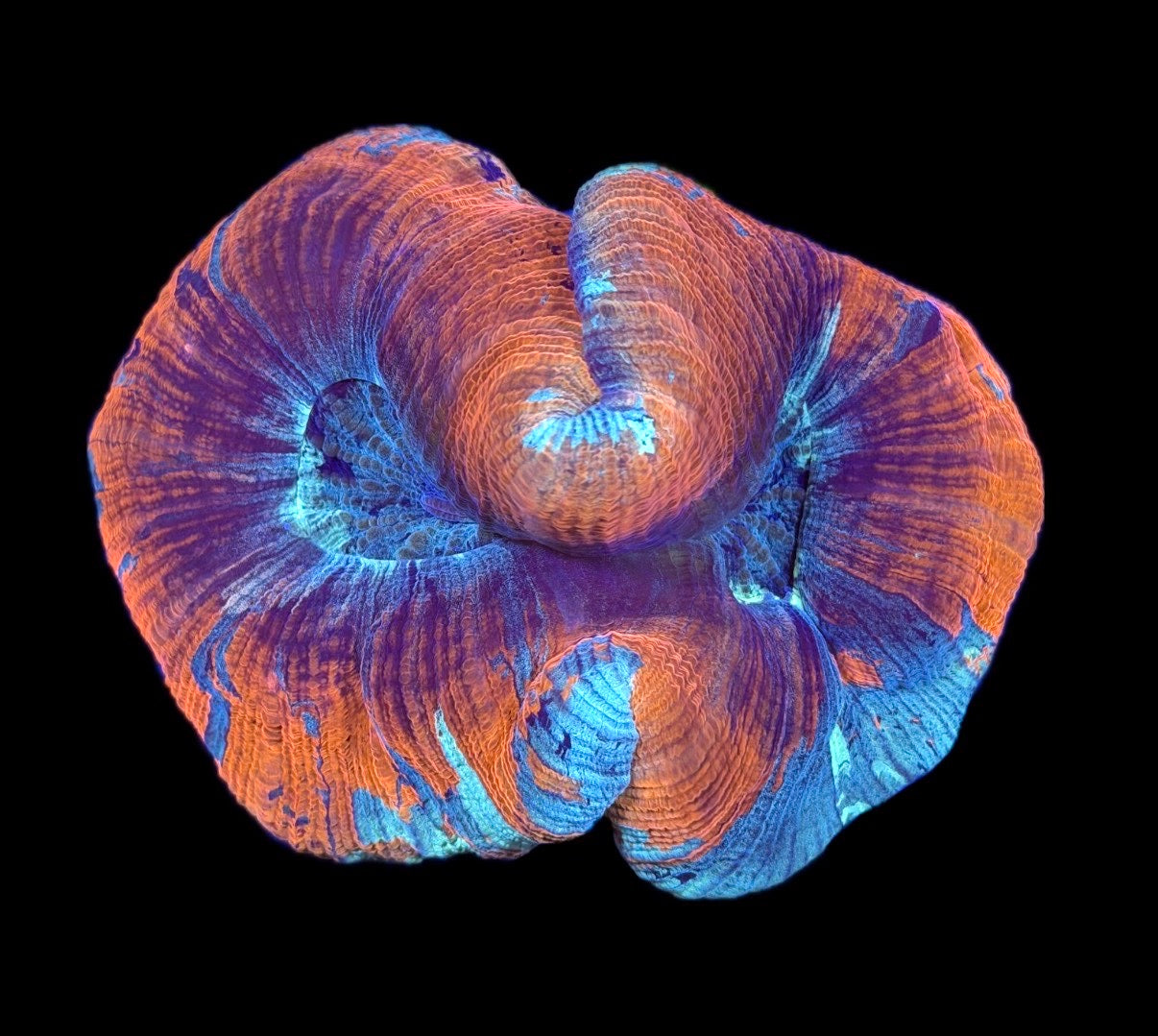 WYSIWYG Ocean Sunset Trachyphyllia/Wellso 4" (RARE!)