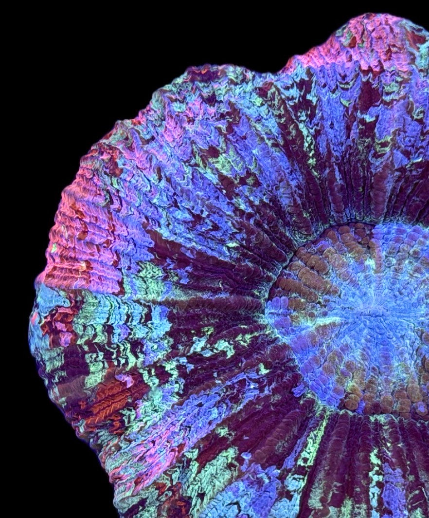 WYSIWYG Natural Double Head Rainbow Splatter Wellsophyllia 5" (ONE OF A KIND!)