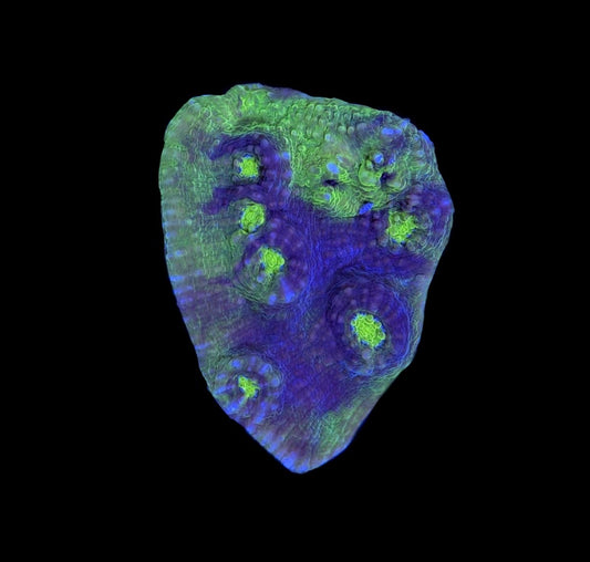 WYSIWYG Buzz Lightyear Chalice 2"