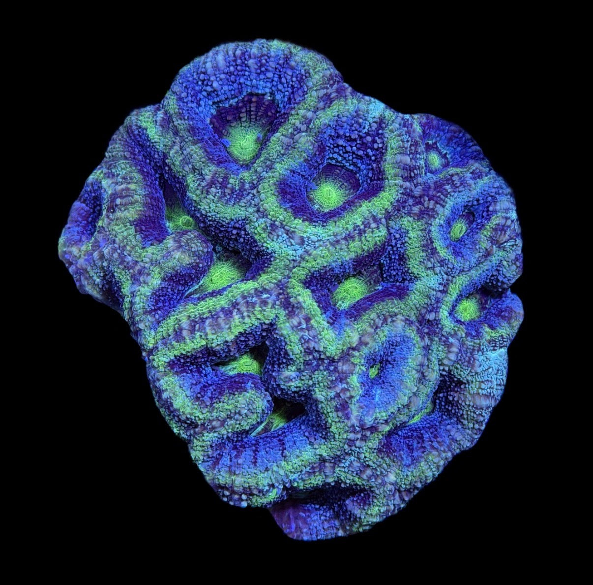 WYSIWYG UFO Glitter Bowerbanki Colony 3.5" (WOW!)