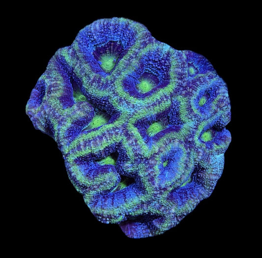 WYSIWYG UFO Glitter Bowerbanki Colony 3.5" (WOW!)