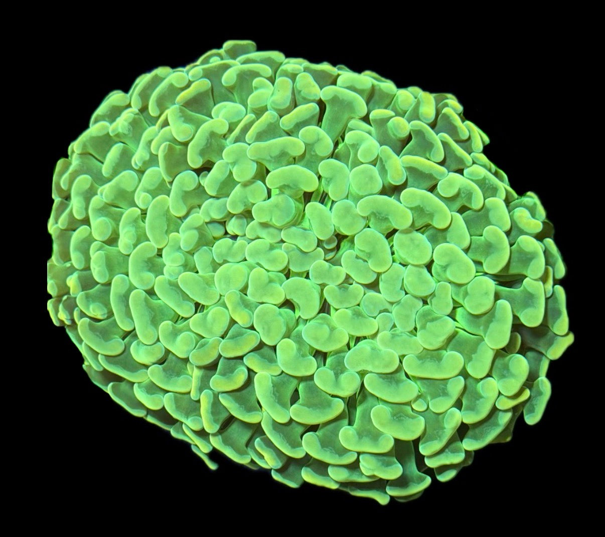 WYSIWYG Jumbo Asian Holy Grail Hammer Colony 5" (WOW!)