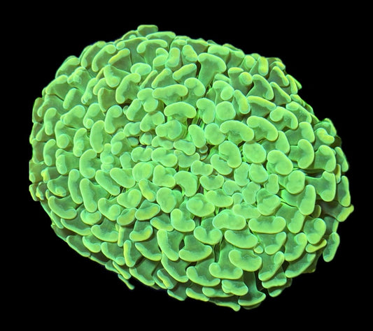 WYSIWYG Jumbo Asian Holy Grail Hammer Colony 5" (WOW!)