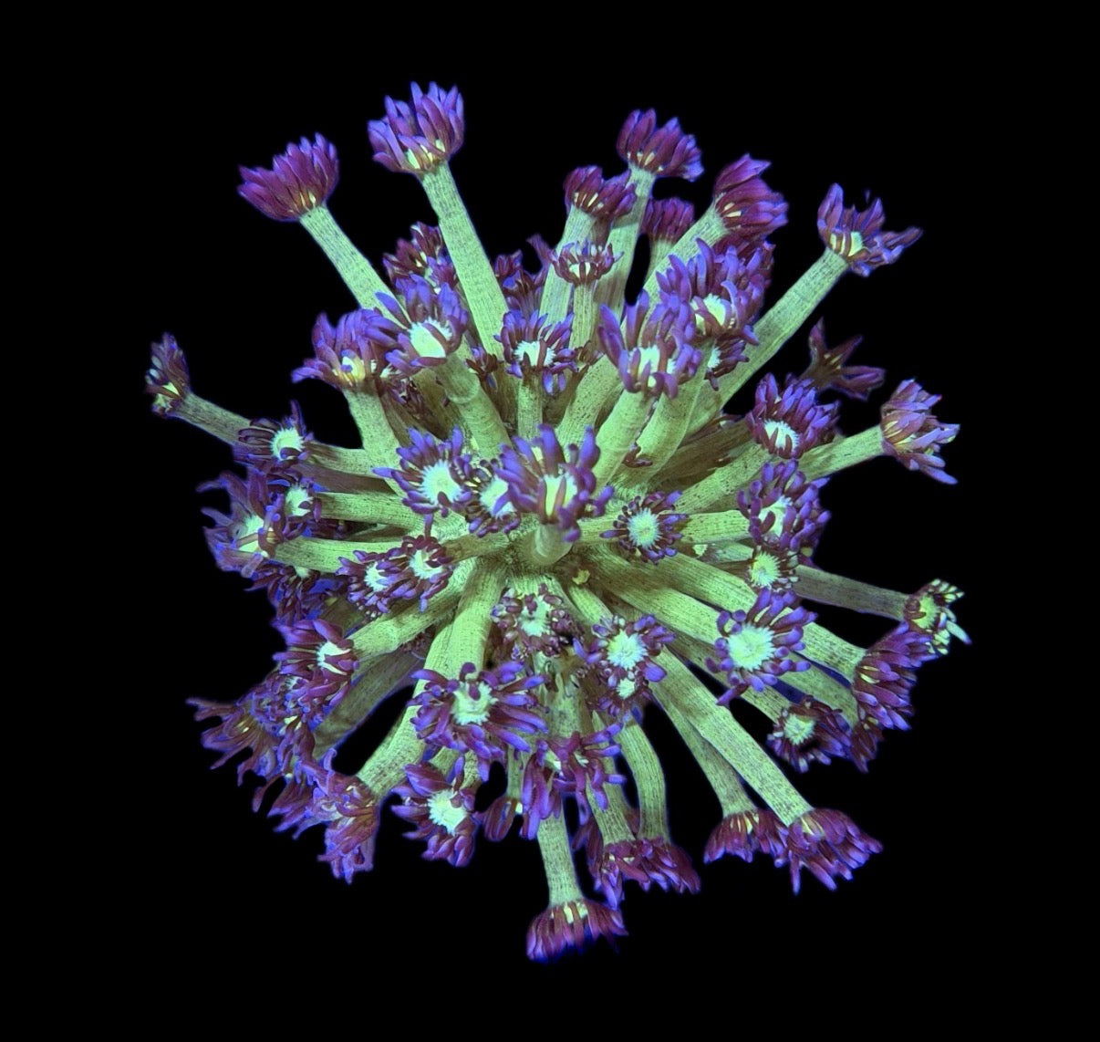 WYSIWYG Medusa Goniopora Colony 3.5" (BRIGHT!)