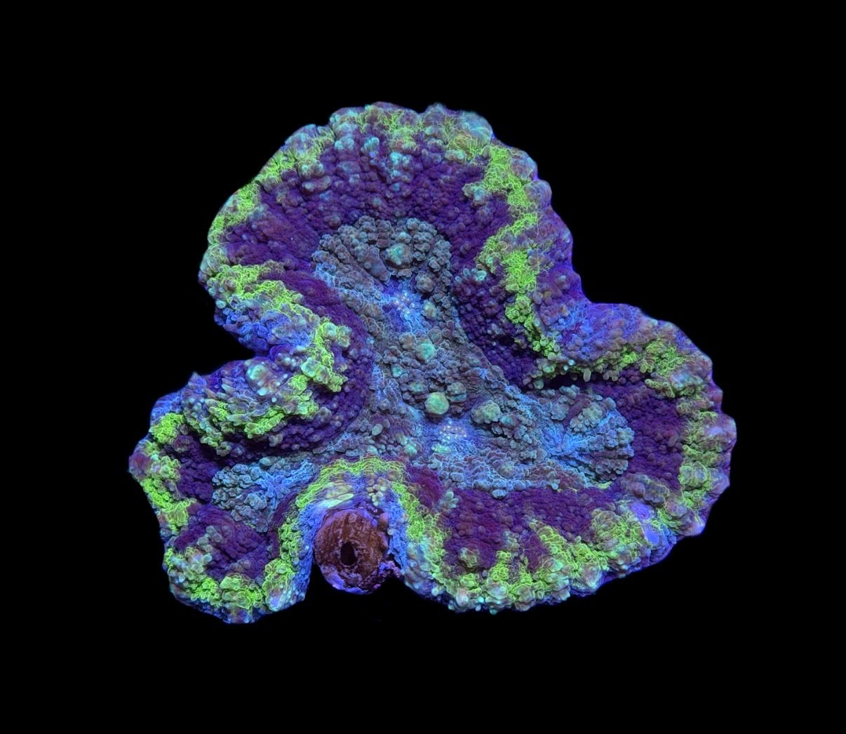 WYSIWYG UFO Lobophyllia 3.5"