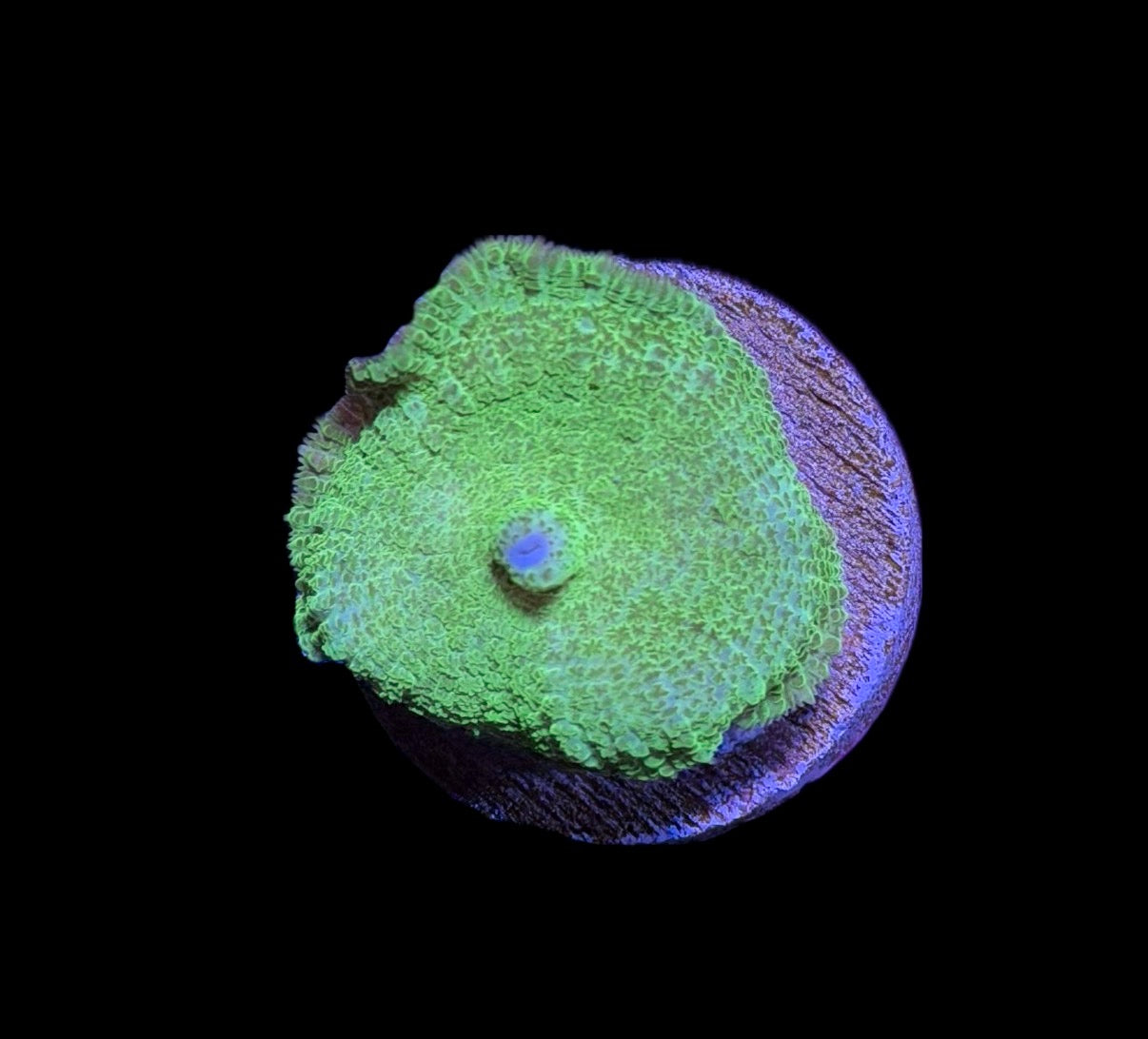 WYSIWYG Green Rhodactis Mushroom 1.5"