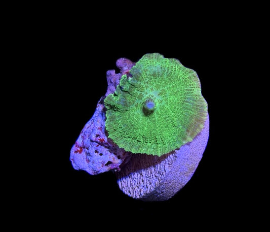 WYSIWYG Green Rhodactis Mushroom 1.5"