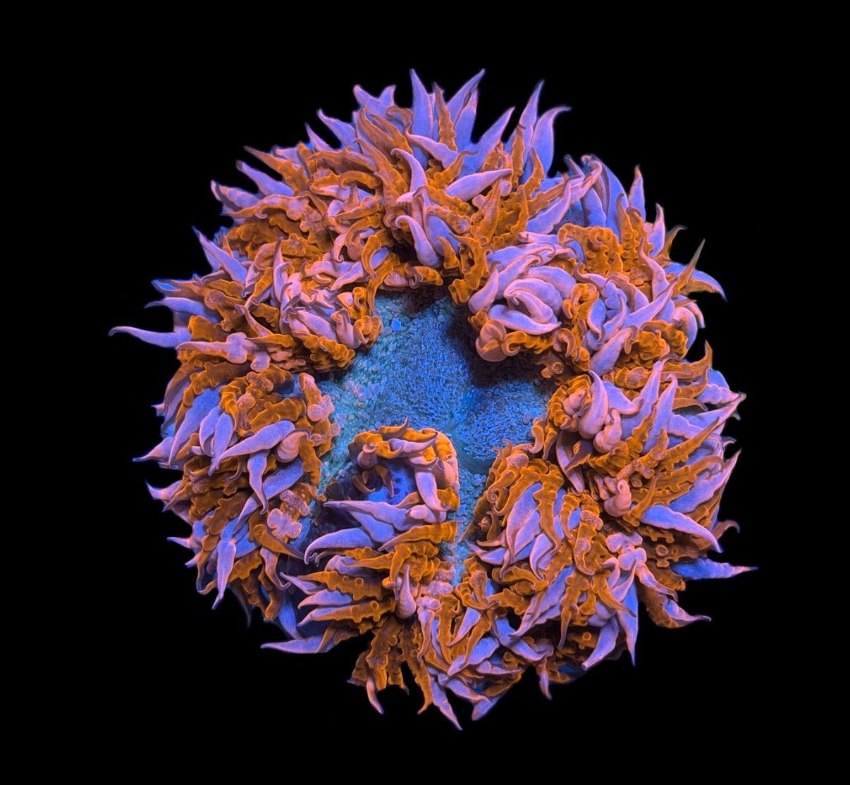 WYSIWYG Ultra Rock Flower Anemone 2.5"