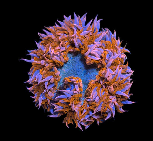 WYSIWYG Ultra Rock Flower Anemone 2.5"