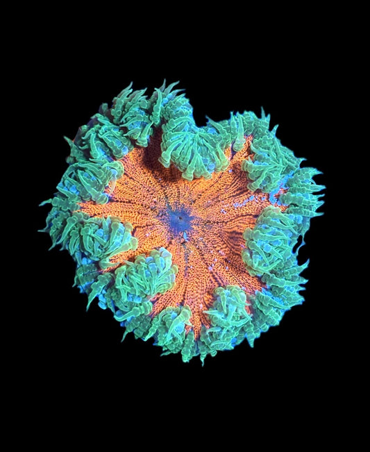 WYSIWYG Ultra Rock Flower Anemone 2.5"