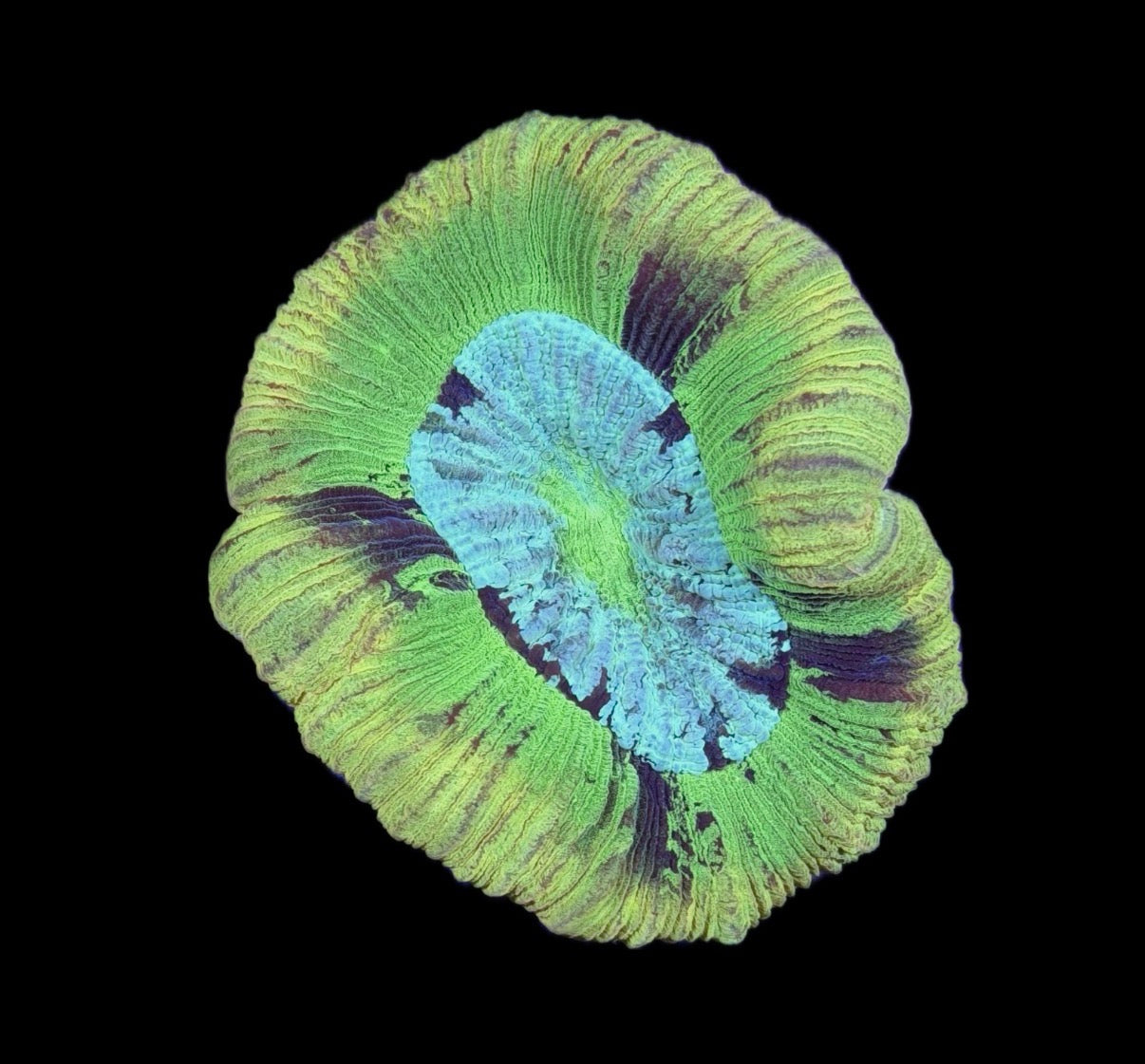 WYSIWYG Yellow Rim Trachyphyllia 3.5" (WOW!)