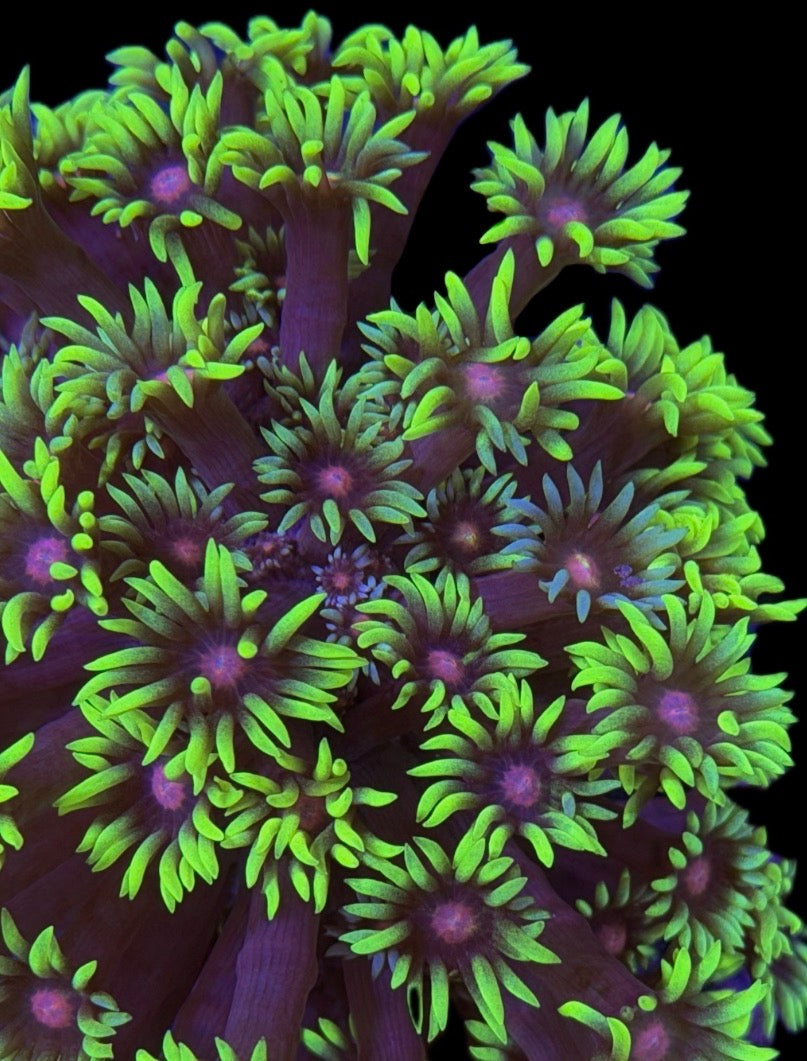 WYSIWYG Grafted Rainbow Goniopora Colony 3.5" (UNIQUE!)