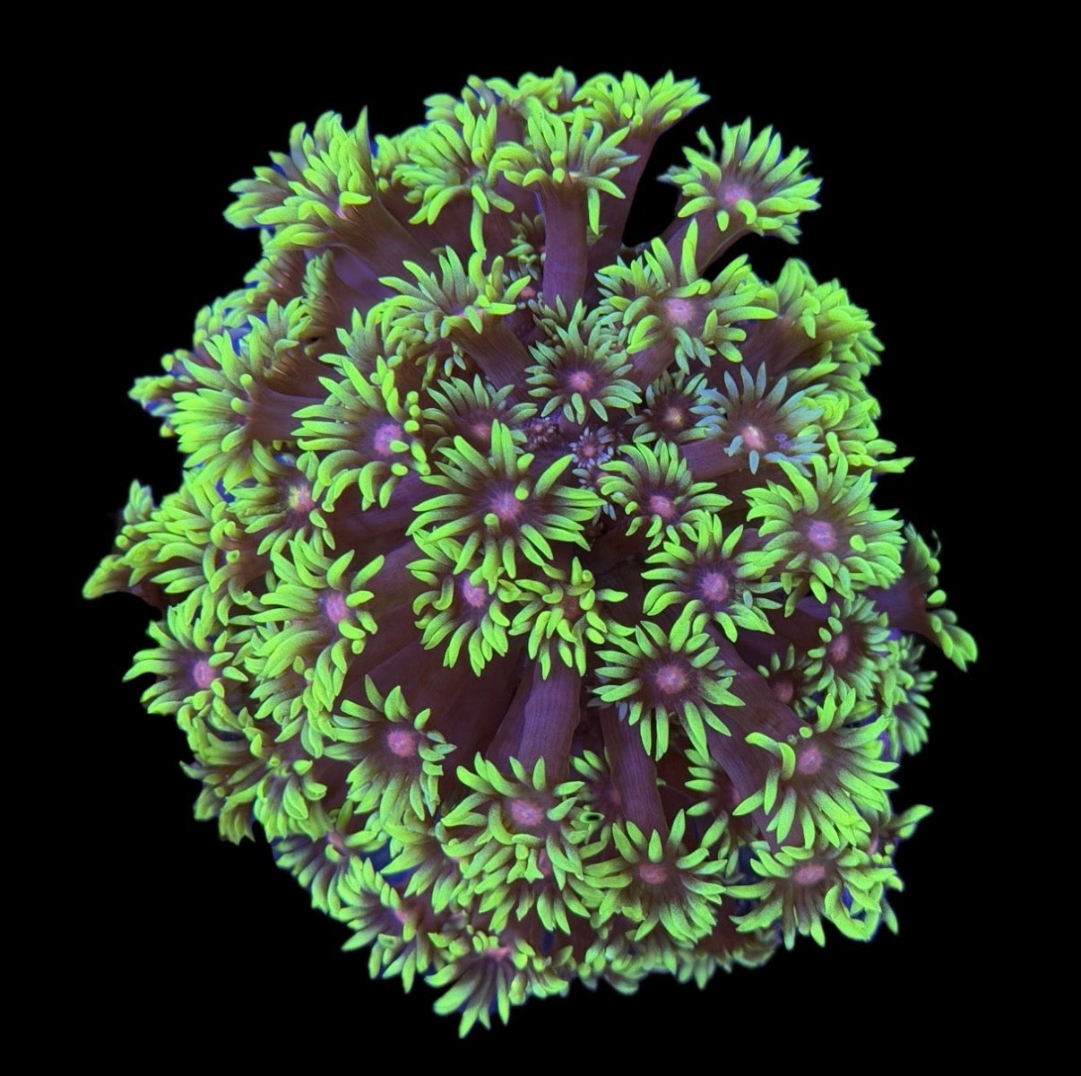 WYSIWYG Grafted Rainbow Goniopora Colony 3.5" (UNIQUE!)