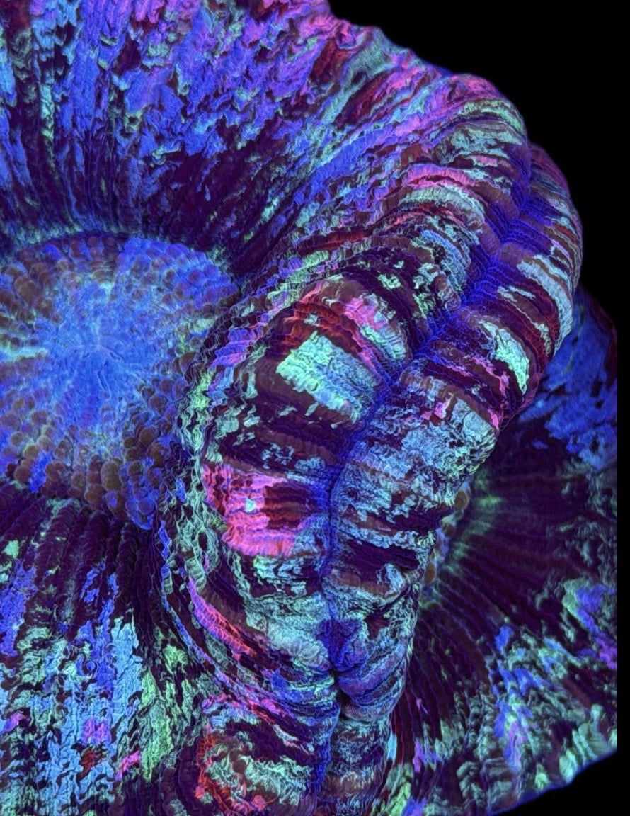 WYSIWYG Natural Double Head Rainbow Splatter Wellsophyllia 5" (ONE OF A KIND!)