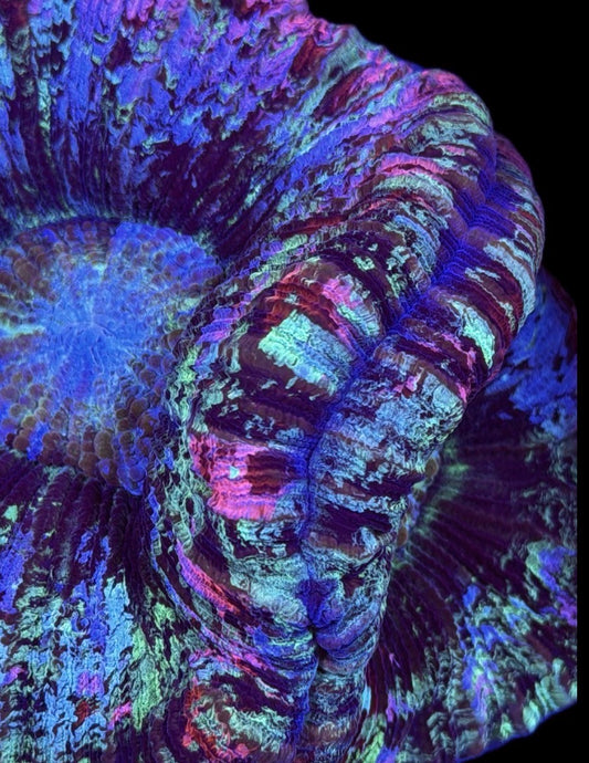 WYSIWYG Natural Double Head Rainbow Splatter Wellsophyllia 5" (ONE OF A KIND!)