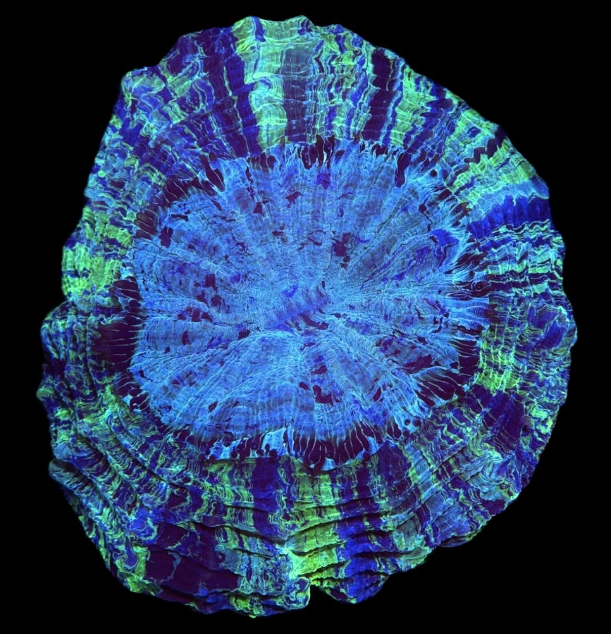 WYSIWYG Tie-Dye Ultra Rainbow Acanthophyllia 5" (INSANE!)