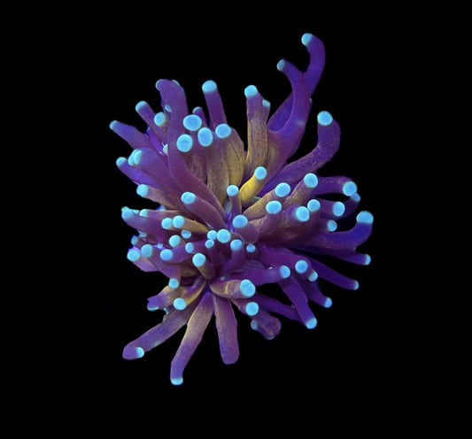 WYSIWYG Tiger Torch 3" (Tank Grown!)