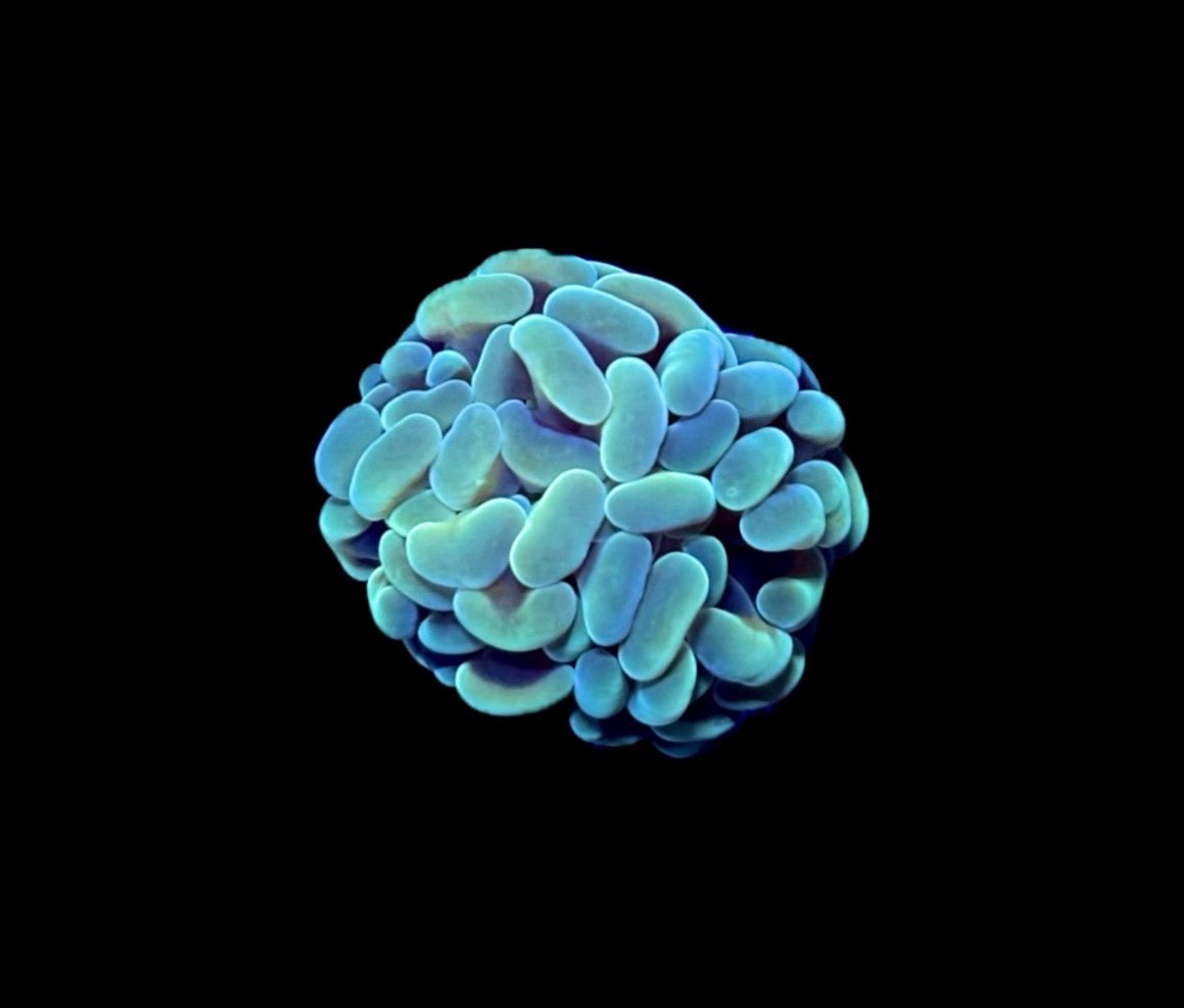 WYSIWYG Hotshot Hammer 1"