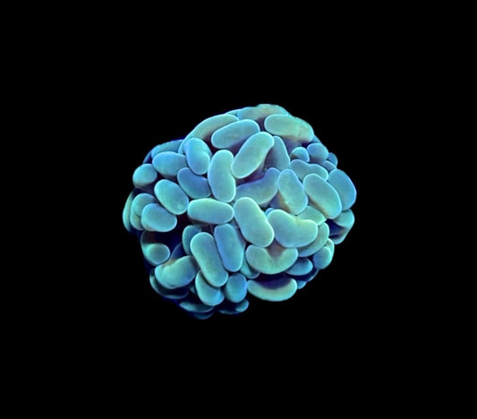 WYSIWYG Hotshot Hammer 1"