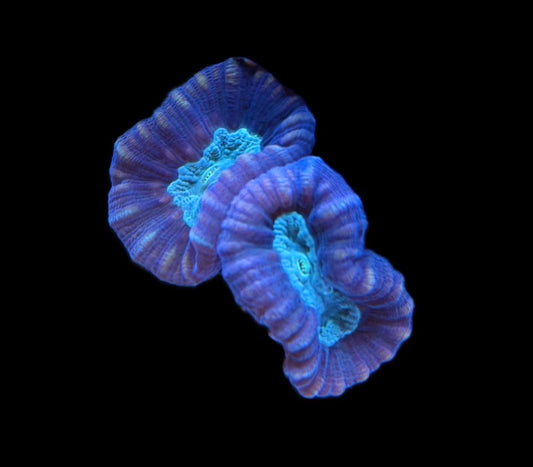 WYSIWYG Bi-Color Candy Cane 2"