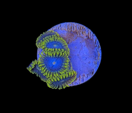 WYSIWYG Smurfette Zoanthids