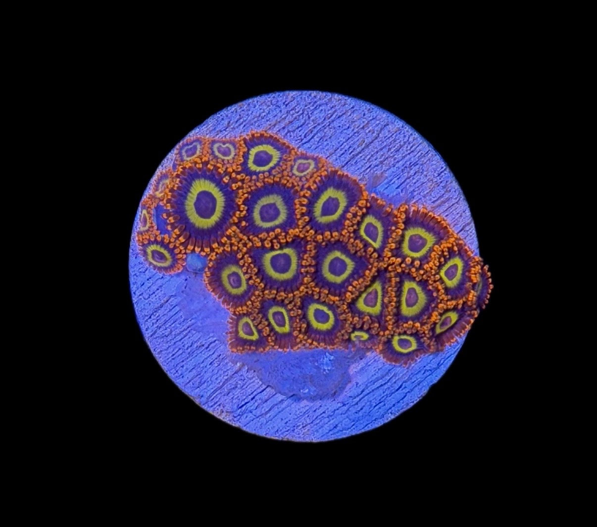 WYSIWYG Fruit Loop Zoanthids