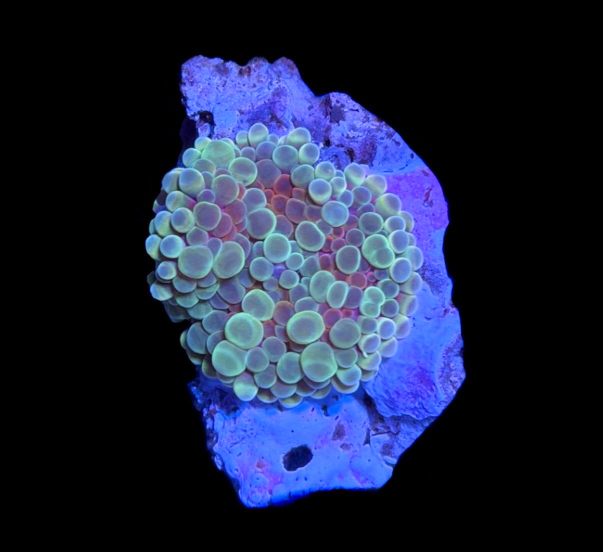 WYSIWYG Rainbow Yuma Mushroom 1.5"