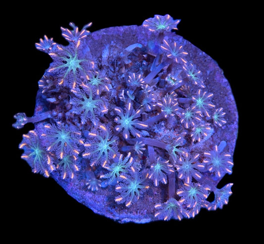 WYSIWYG Highlighter Clove Polyp Colony 4"