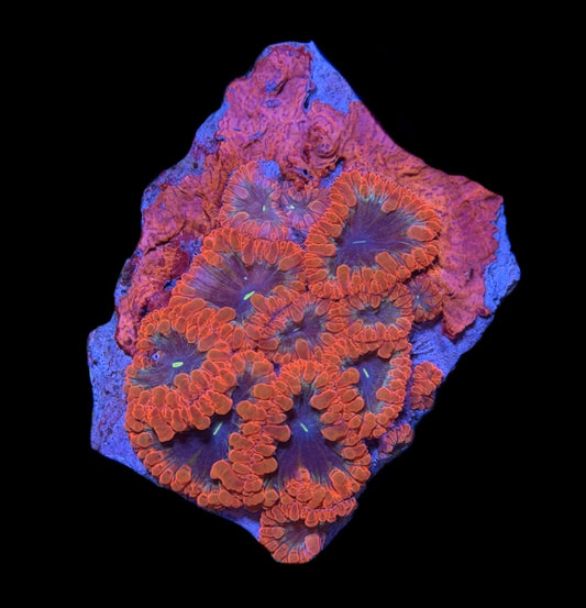 WYSIWYG Black Hole Blastomussa Colony 2.5" (WOW!)