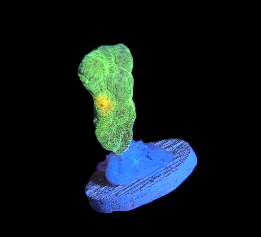 WYSIWYG Space Invader Pectinia 1.5"